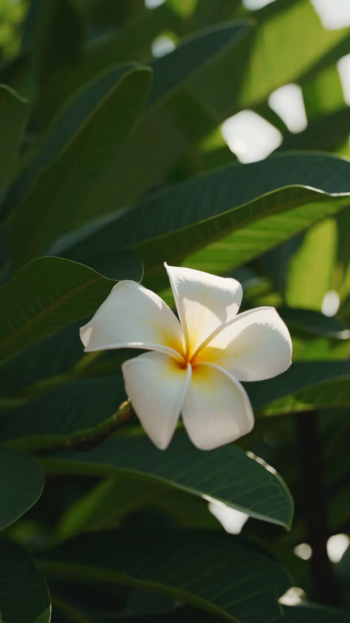Fiore di Plumeria bianca che ondeggia dolcemente alla luce del sole