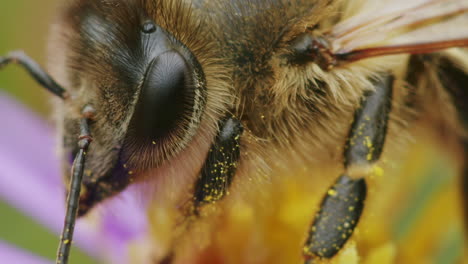 extreme close up bee on flower in nature, macro wildlife