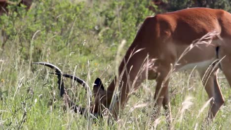 impala comiendo hierba en la sabana verde profunda del parque nacional de nairobi
