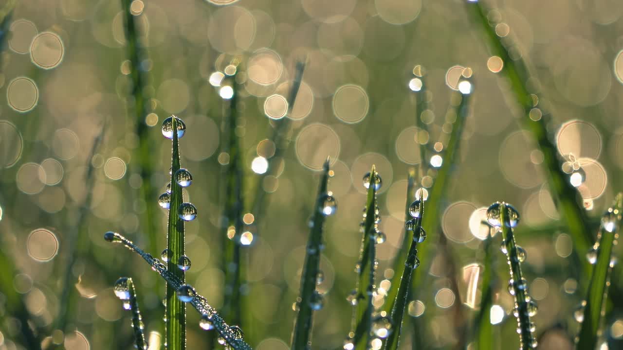 Close-up video shot of dewdrops on grass with a bokeh effect, capturing the serene beauty of nature