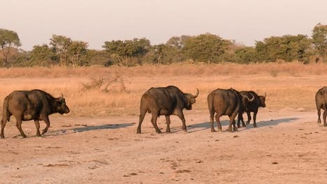 five buffaloes joining the huge herd of animals at sunrise at savannah