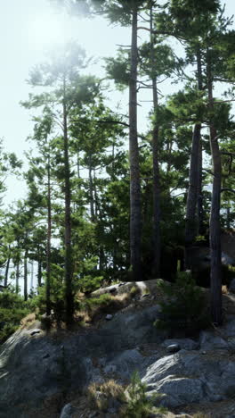 pinos altos en un bosque