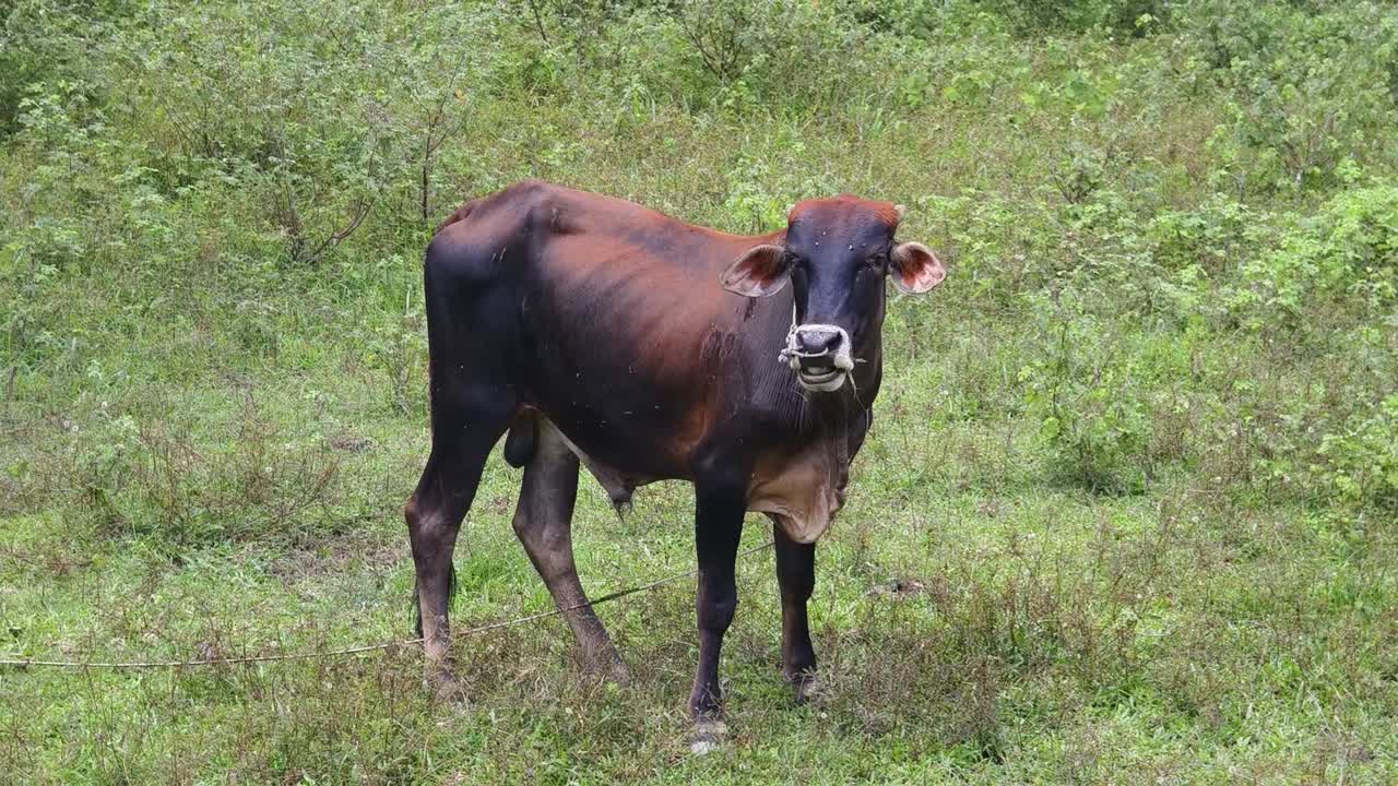 vaca marrón en un campo
