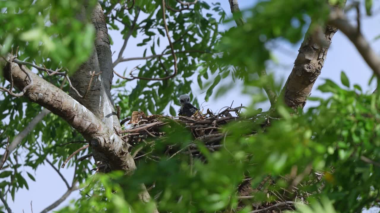 Pulcino di aquila dal ciuffo variabile su un nido sull'albero di giorno. - Inquadratura statica