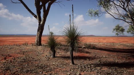 beautiful landscape with tree in africa