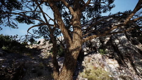 big tree with rock formations on the mountainside