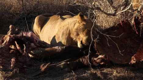 Fotografía-Con-Teleobjetivo-De-Un-León-Masticando-El-Interior-De-Un-Búfalo-De-Agua.