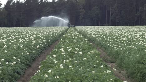 Bewässerung-Des-Kartoffelfeldes-Mit-Riesigem-Bewässerungssystem-Regenschauer