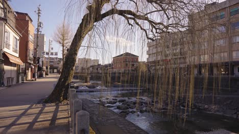 willow tree hanging over takayama river on warm afternoon