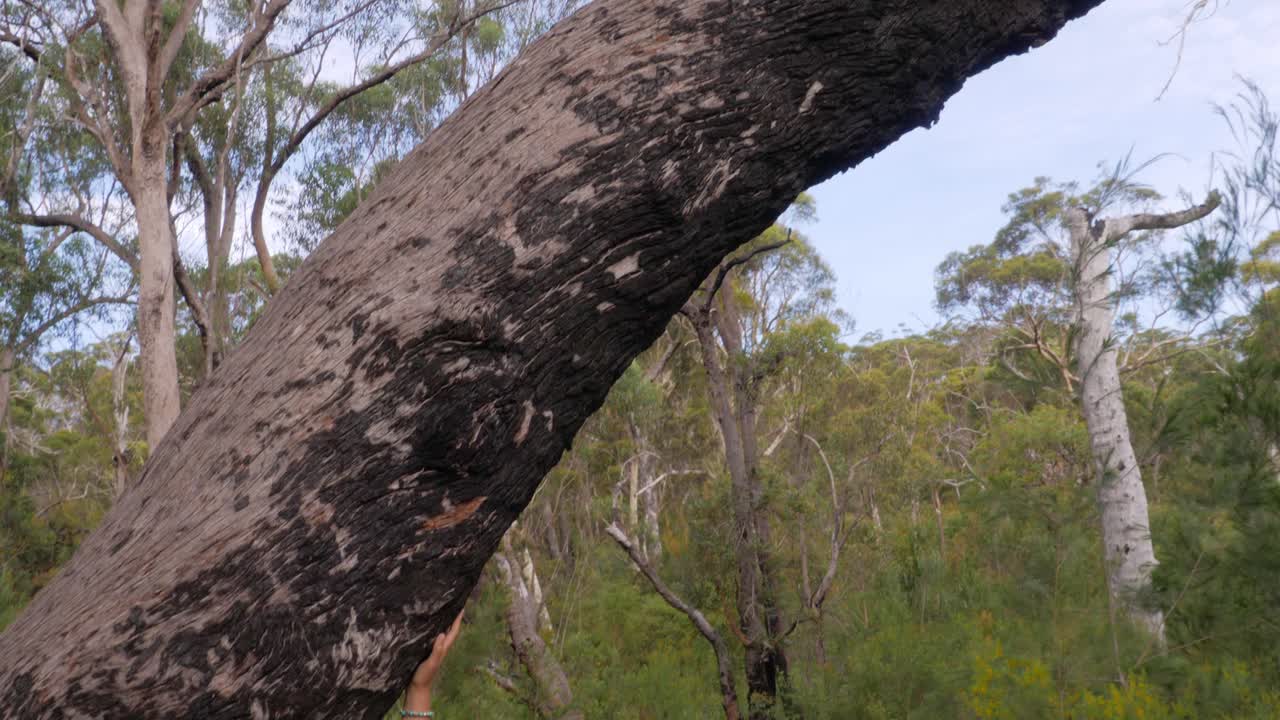 tronco curvo con una mujer encantadora con gafas de sol tocando el árbol - parque nacional naree budjong djara, isla de stradbroke del norte, qld australia