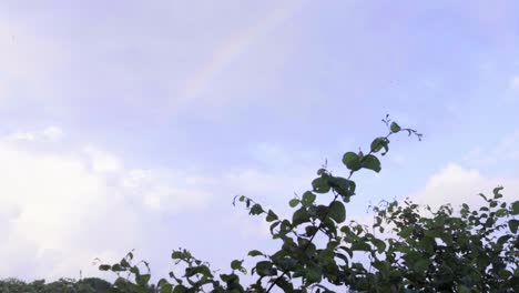 beautiful rainbow in sky greenery forest in palghar maharastra