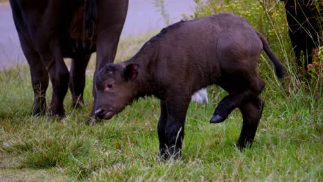 Small-Cute-Baby-Buffalo-Playing-Bouncing-Near-Beautiful-White-Birds