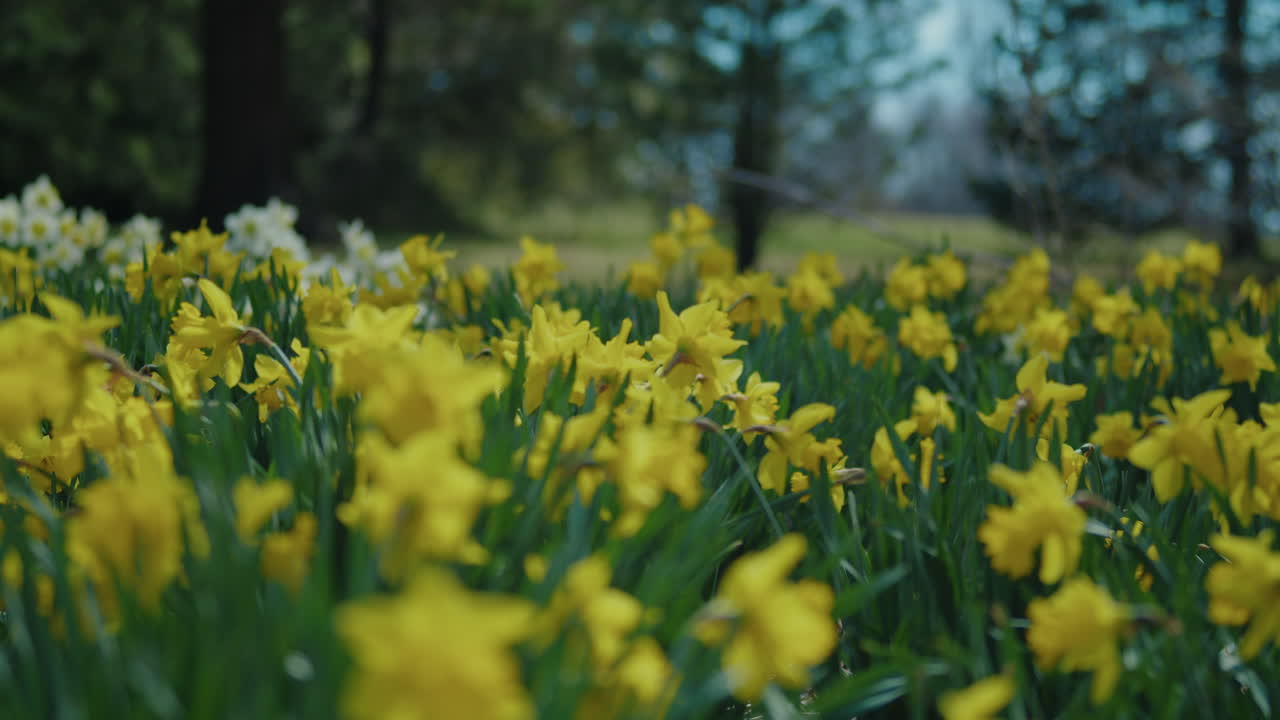 Tight Shot of a Meadow of Yellow and White Daffodils