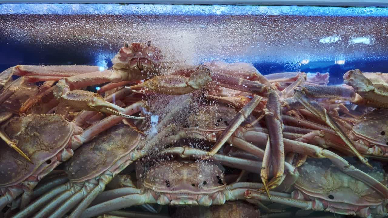 Tank Of Live Snow Crabs At Seafood Market In Seoul, South Korea. - closeup shot