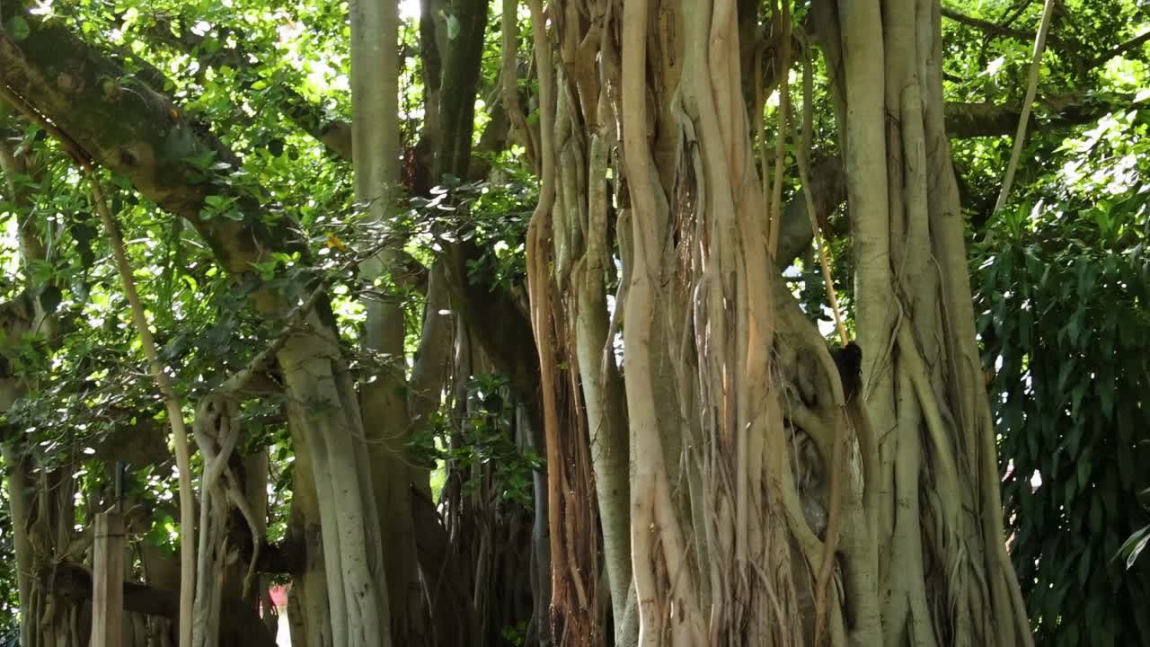 Detailed look at intertwined banyan tree trunks surrounded by lush green foliage under dappled sunlight.