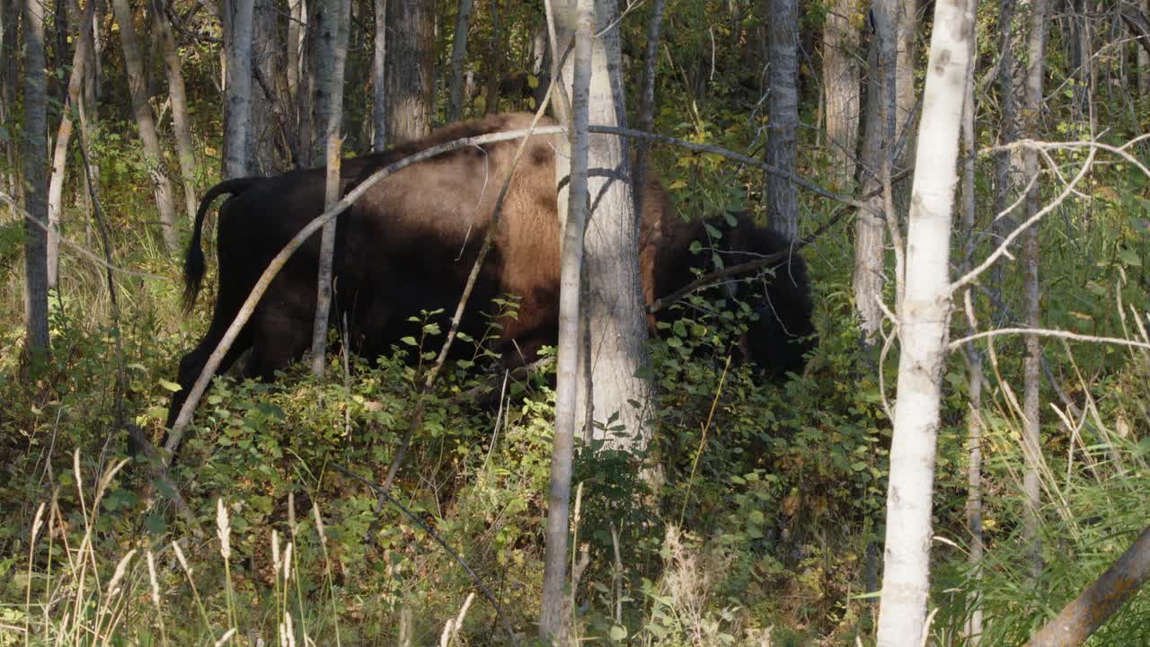 Lone bison grazes vegetation in northern forest trees on sunny day