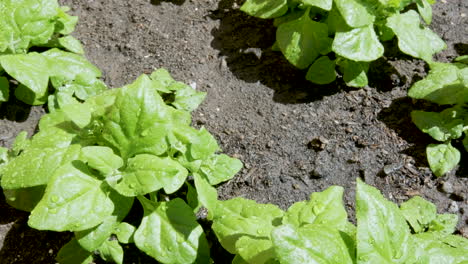 Organic-spinach-plantation.-Close-up-view