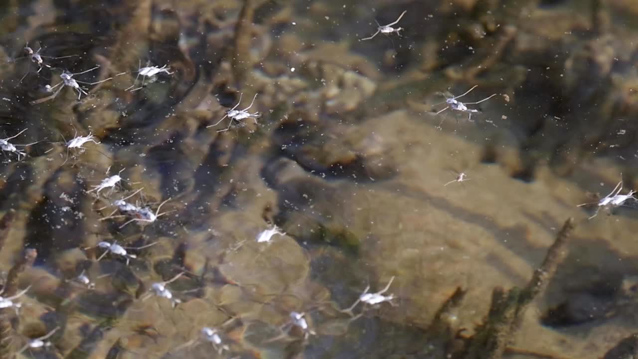 Water striders glide across a sunlit stream, creating sparkling reflections on the clear water surface.