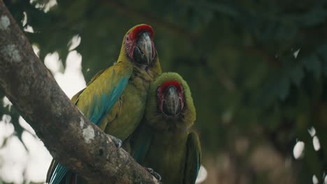 Zwei-Wilde-Große-Grüne-Aras,-Ara-Ambiguus,-Sitzen-Auf-Dem-Ast-In-Costa-Rica