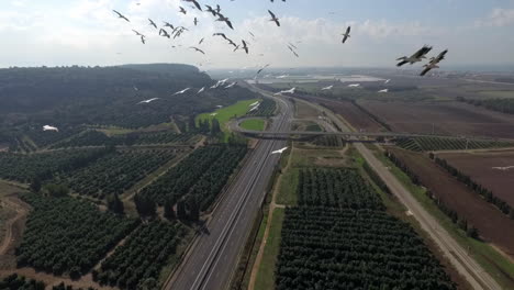 aerial view of farmland and highway with birds