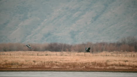 Eine-Ansammlung-Von-Reihern-Auf-Den-Sanften-Gewässern-Von-Kamloops