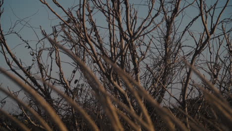 dead trees in a winter landscape