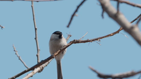 Hungry-marsh-tit-bird-singing,-turn-around-in-jump-perched-on-twig-and-fly-away-in-spring-Seoul,-South-Korea---low-angle-view-against-blue-sky