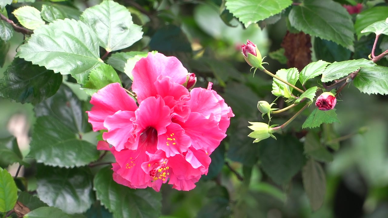 Fiore di ibisco rosa in piena fioritura circondato da foglie verdi e numerosi boccioli, catturato con uno scatto da treppiede fisso sotto la luce naturale del giorno con uno sfondo del giardino leggermente sfocato.