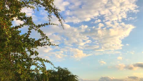 Tree-moving-with-wind-with-blue-sky-and-white-clouds-in-the-background-in-Gili-Trawangan,-Bali,-Lombok,-Indonesia