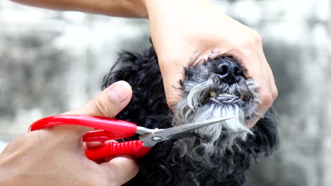 grooming of the head of poodle dog