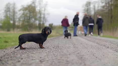 Curioso-Perro-Dachshund-Mira-A-La-Cámara,-Corre-Para-Seguir-A-La-Familia-Caminando-Juntos