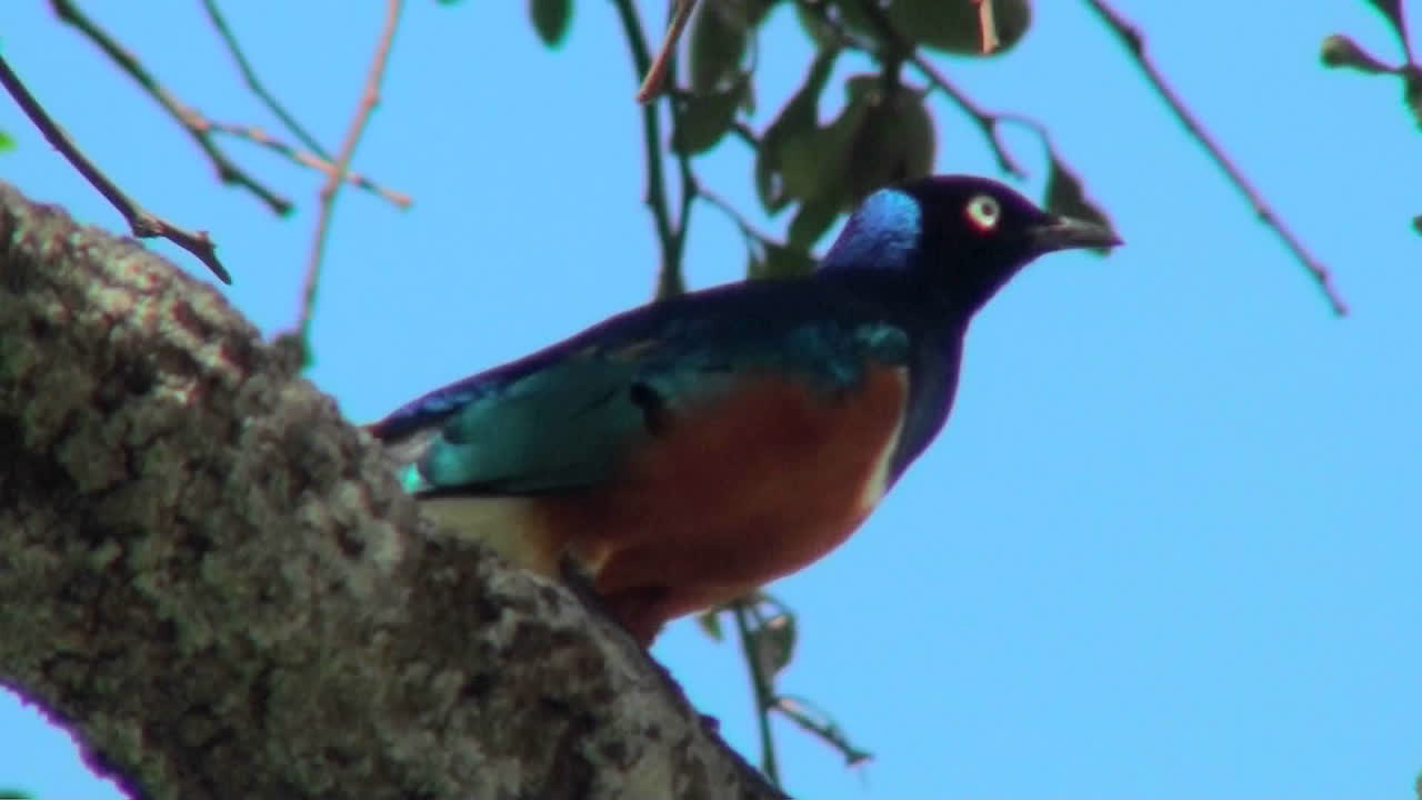 멋진 찌르레기가 아프리카의 나무에 앉아 있다
