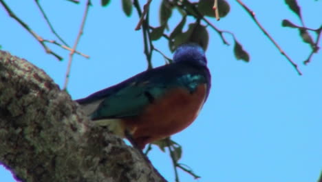 Un-Magnífico-Estornino-Posado-En-Un-árbol-En-África