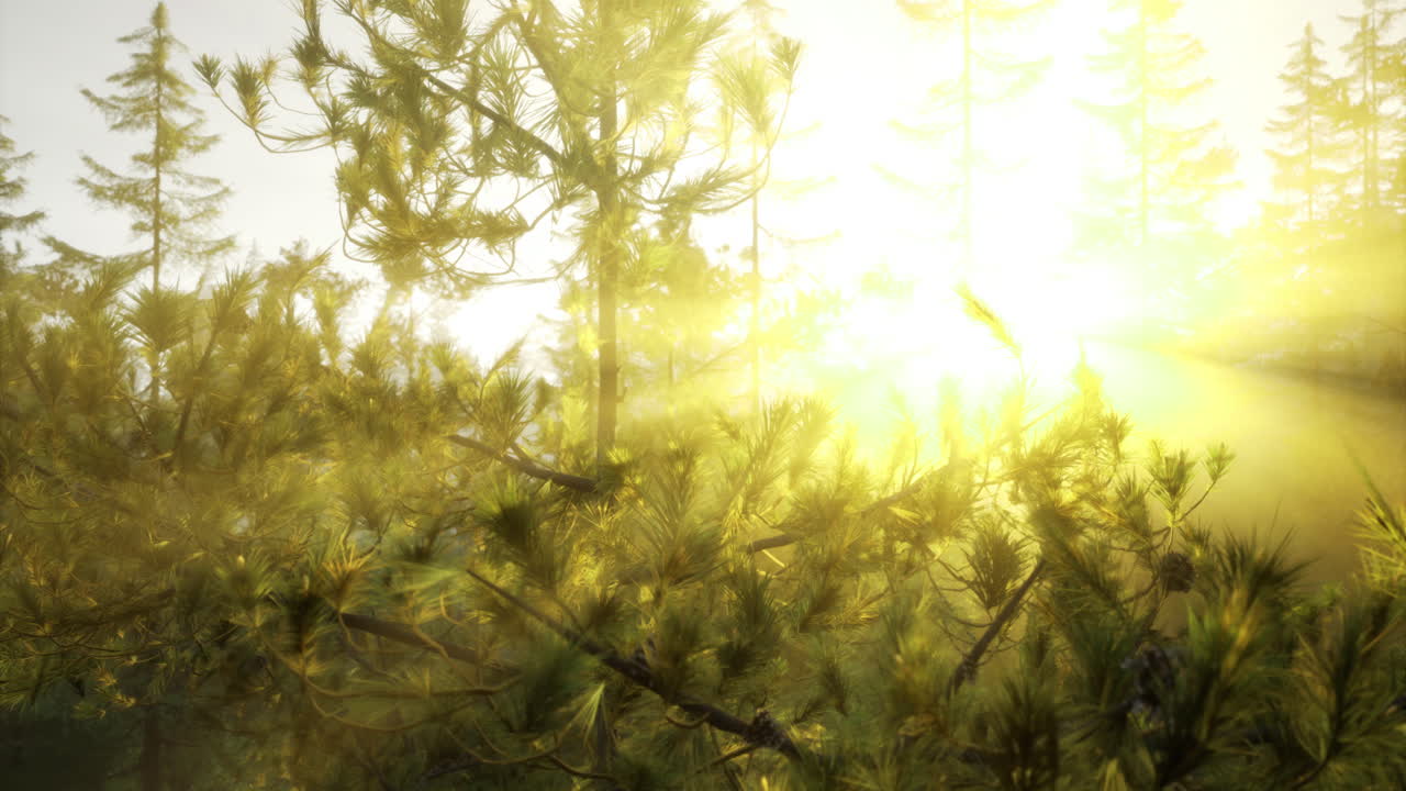 Sunlight filtering through trees in a tranquil forest setting at dawn