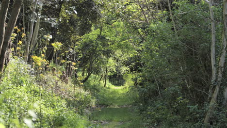 Camino-En-El-Bosque-Con-Césped-Y-Vegetación-Diferente-Al-Sur-De-Francia.