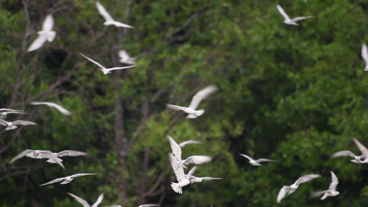 제비갈매기는 전 세계 바다, 강 및 기타 더 넓은 수역에서 볼 수 있는 바닷새입니다.