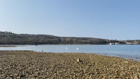 Swans-swimming-online-rocky-coastline-beach-in-Orust,-Sweden