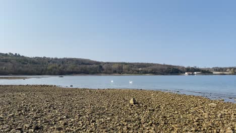 swans swimming online rocky coastline beach in orust, sweden