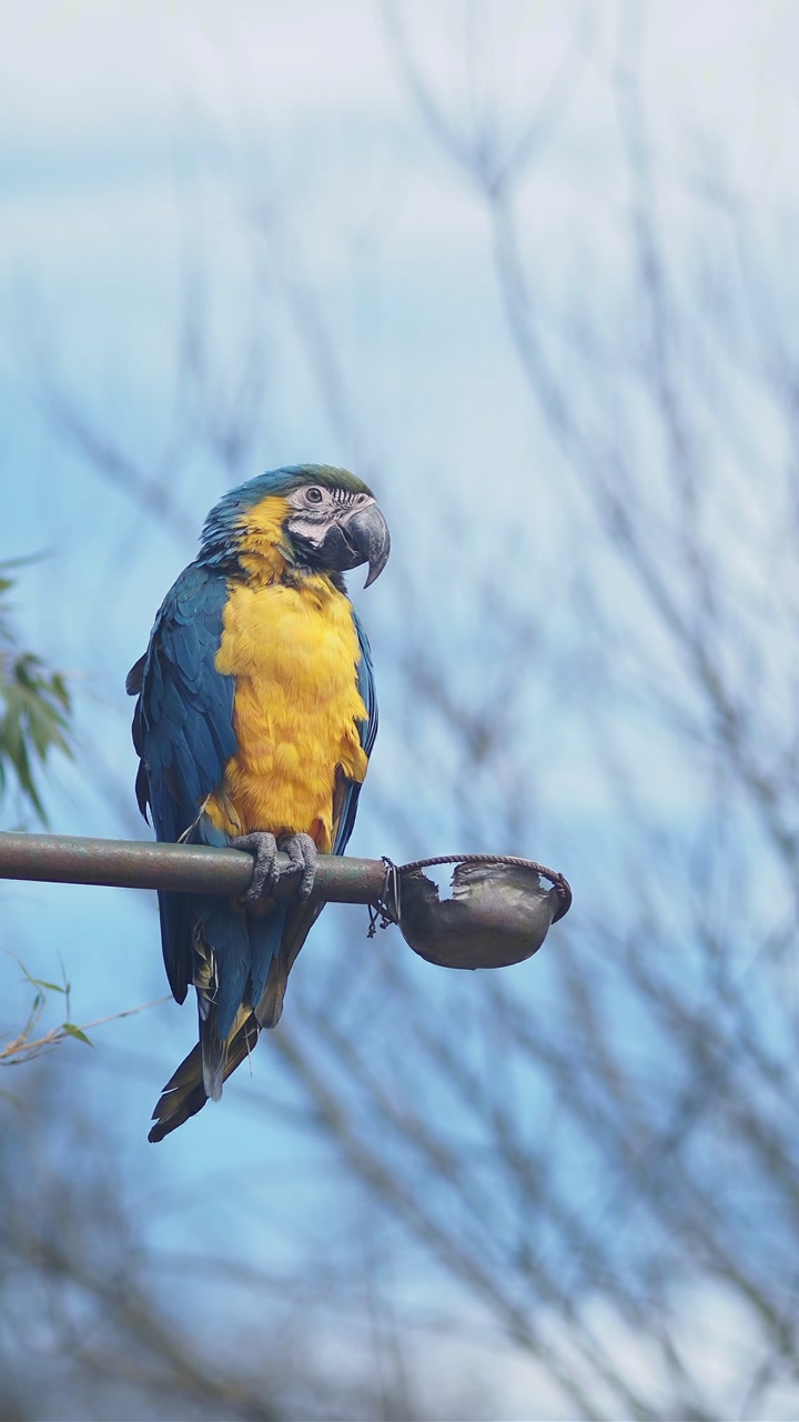 Colorful Blue and Yellow Macaw Perched Outdoors