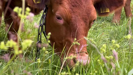 polish red cattle grazing on the pasture of a farmland