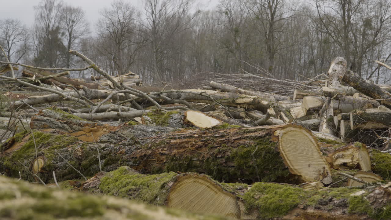 Large mossy logs in pile cleanly cut in logging operation, remnants of tree forest behind