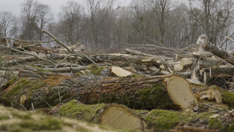 large mossy logs in pile cleanly cut in logging operation, remnants of tree forest behind