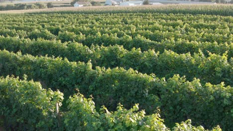 Aerial reveal of vineyard set among rural countryside