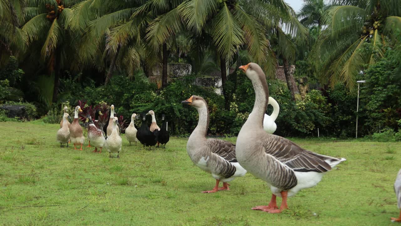 patos y cisnes en el medio ambiente