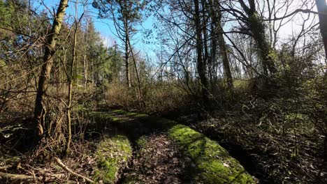 narrow path through the forest
