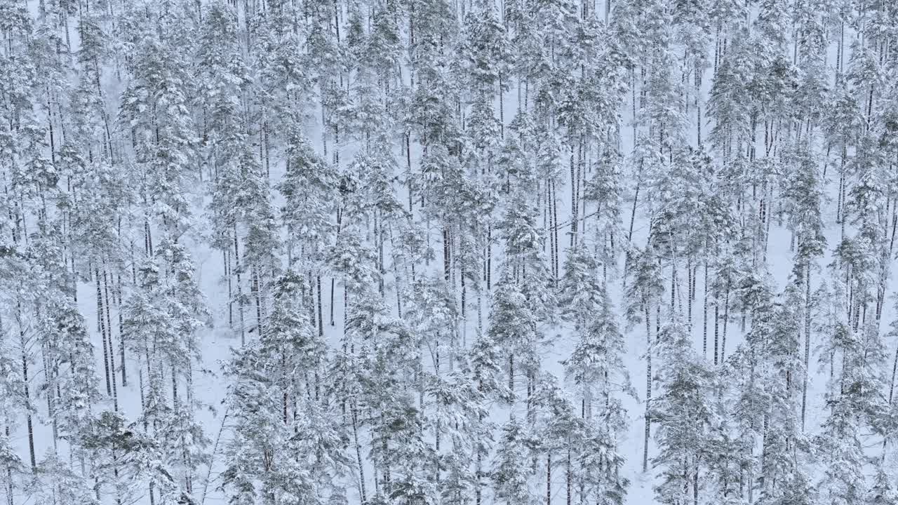 Slow drone retreat reveals expansive pine forest blanketed, heavy Northern snow