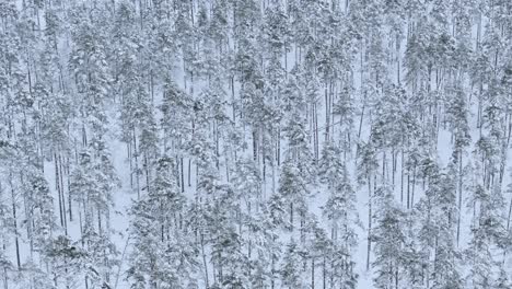 slow drone retreat reveals expansive pine forest blanketed, heavy northern snow