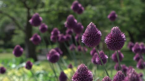 flores moradas - abejas en un día de verano