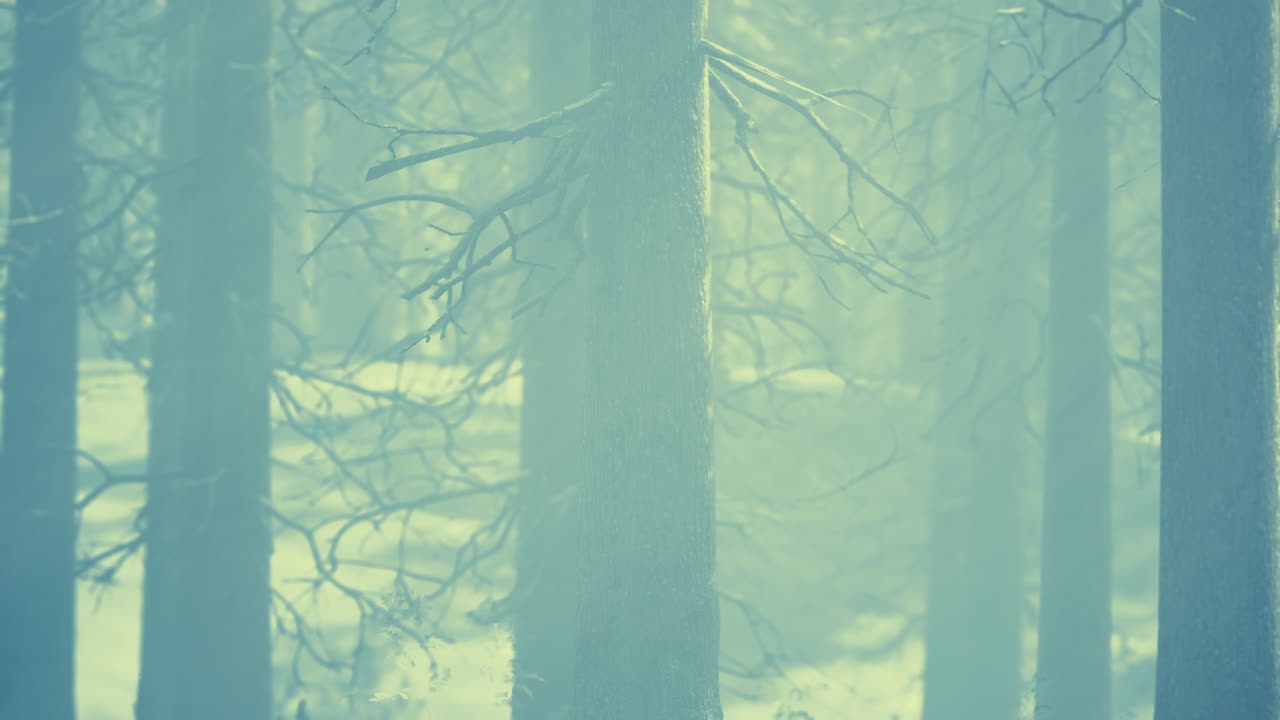 태양 광선 빛으로 마법의 12 월 숲