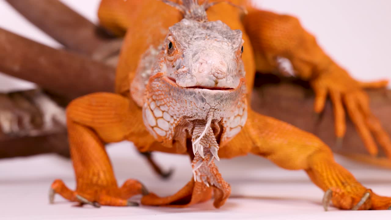 Primo piano in studio di un'iguana arancione brillante appoggiata su dei rami con un'illuminazione soffusa